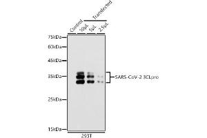 Western blot analysis of extracts of 293T cells, using SARS-CoV-2 3CLpro antibody (ABIN7270151) at 1:5000 dilution. (SARS-Coronavirus Nonstructural Protein 8 (SARS-CoV NSP8) 抗体)
