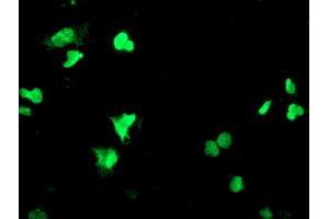 Anti-PPARA mouse monoclonal antibody (ABIN2455022) immunofluorescent staining of COS7 cells transiently transfected by pCMV6-ENTRY PPARA (RC216176). (PPARA 抗体  (AA 145-420))