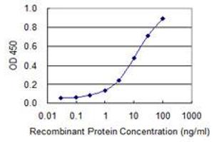 Detection limit for recombinant GST tagged OSBPL8 is 0. (OSBPL8 抗体  (AA 244-346))