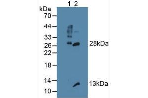 Western blot analysis of (1) Mouse Thymus Tissue and (2) Mouse Lymph Node Tissue. (GZMB 抗体  (AA 21-247))