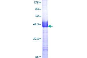Muscarinic Acetylcholine Receptor M2 Protein (AA 251-350) (GST tag)