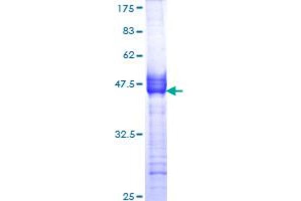 Muscarinic Acetylcholine Receptor M2 Protein (AA 251-350) (GST tag)