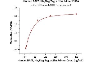 ELISA image for Tumor Necrosis Factor (Ligand) Superfamily, Member 13b (TNFSF13B) (AA 140-285) (Active) protein (His tag,DYKDDDDK Tag) (ABIN7013542)