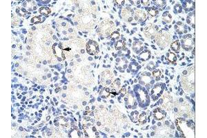 Image no. 1 for anti-Zinc Finger and BTB Domain Containing 9 (ZBTB9) (N-Term) antibody (ABIN6736184) (ZBTB9 抗体  (N-Term))
