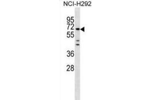 Western Blotting (WB) image for anti-Mesoderm Induction Early Response 1, Family Member 3 (MIER3) antibody (ABIN3000205) (MIER3 抗体)