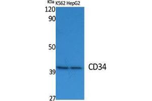 Western Blot (WB) analysis of specific cells using CD34 Polyclonal Antibody. (CD34 抗体  (Internal Region))