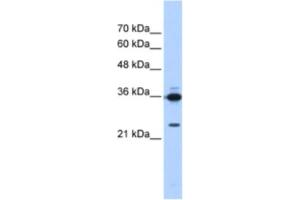 Western Blotting (WB) image for anti-Small Nuclear RNA Activating Complex, Polypeptide 2, 45kDa (SNAPC2) antibody (ABIN2463867) (SNAPC2 抗体)