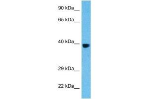 Western Blotting (WB) image for anti-c-Fos (c-Fos) (C-Term) antibody (ABIN2792545)