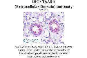 Image no. 1 for anti-Trace Amine Associated Receptor 9 (TAAR9) (2nd Extracellular Domain) antibody (ABIN1739868) (TAAR9 抗体  (2nd Extracellular Domain))