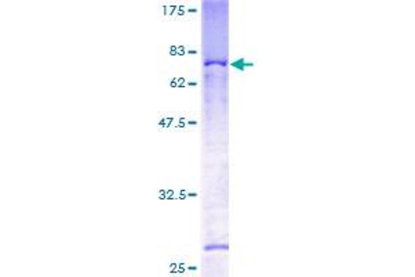 MAEA Protein (AA 1-385) (GST tag)