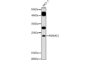 Western blot analysis of extracts of MCF-7 cells, using PGRMC2 antibody (ABIN7269534) at 1:1000 dilution. (PGRMC2 抗体)
