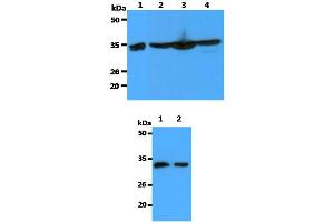 Western blot analysis The Recombinant Human Annexin A1 (10ng) and Cell lysates (40ug) were resolved by SDS-PAGE, transferred to PVDF membrane and probed with anti-human Annexin A1 antibody (1:3000). (BCL2A1 抗体)