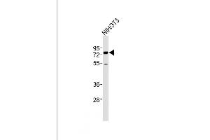All lanes : Anti-ASH2L Antibody (Center) at 1:2000 dilution + NIH/3T3 whole cell lysates Lysates/proteins at 20 μg per lane. (ASH2L 抗体  (AA 347-382))