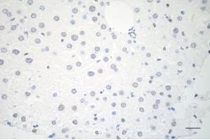 Immunohistochemistry was performed on paraffin-embedded mouse liver using USP39 antibody (ABIN7800735), 1:200). (Recombinant USP39 抗体)