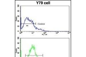 Flow cytometric analysis of Y79 cells using Beclin 1 (BECN1/G6) Antibody  (bottom histogram) compared to a negative control cell (top histogram). (Beclin 1 抗体  (AA 210-239))