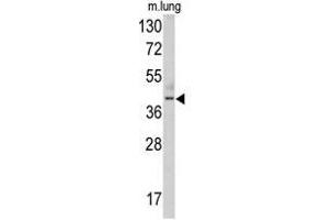 Western blot analysis of TDG antibody (N-term) in mouse lung tissue lysates (35ug/lane). (TDG 抗体  (N-Term))