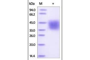 Human SLAMF7, His Tag on SDS-PAGE under reducing (R) condition. (SLAMF7 Protein (AA 23-226) (His tag))
