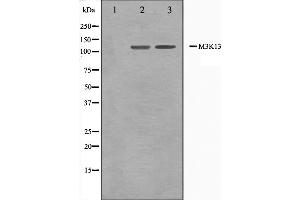 Western blot analysis on 293 and HepG2 cell lysate using M3K13 Antibody. (MAP3K13 抗体  (N-Term))