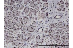 Immunoperoxidase of monoclonal antibody to PMFBP1 on formalin-fixed paraffin-embedded human pancreas. (PMFBP1 抗体  (AA 99-197))