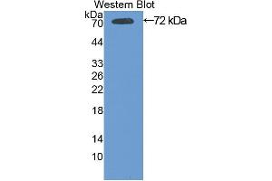 Western blot analysis of the recombinant protein. (HSPA1B 抗体  (AA 1-642))