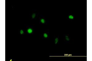 Immunofluorescence (IF) image for anti-Annexin A5 (ANXA5) (AA 1-320) antibody (ABIN559879)