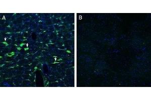 Expression of Calcitonin Receptor-Like Receptor in rat brain stemImmunohistochemical staining of perfusion-fixed frozen rat brain sections with Anti-CRLR/CALCRL (extracellular) Antibody (ABIN7042979, ABIN7044198 and ABIN7044199), (1:200), followed by goat anti-rabbit-AlexaFluor-488.