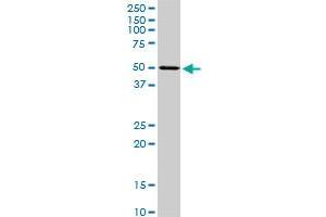 SMAD3 monoclonal antibody (M21), clone 2G4. (SMAD3 抗体  (AA 147-270))