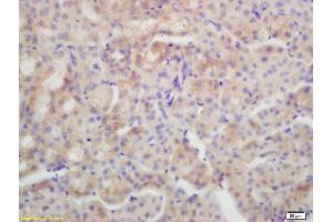 Formalin-fixed and paraffin embedded mouse kidney labeled with Rabbit Anti AQP4 Polyclonal Antibody, Unconjugated (ABIN671181) at 1:200 followed by conjugation to the secondary antibody and DAB staining (Aquaporin 4 抗体  (AA 271-323))
