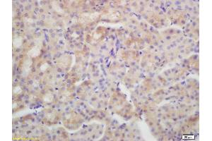 Formalin-fixed and paraffin embedded mouse kidney labeled with Rabbit Anti AQP4 Polyclonal Antibody, Unconjugated (ABIN671181) at 1:200 followed by conjugation to the secondary antibody and DAB staining
