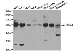 Western blot analysis of extracts of various cell lines, using ALDH3A1 antibody. (ALDH3A1 抗体  (AA 1-300))
