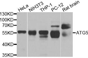 Western blot analysis of extracts of various cell lines, using ATG5 antibody. (ATG5 抗体)