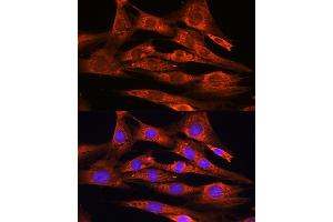 Immunofluorescence analysis of NIH/3T3 cells using FSTL1 antibody (ABIN7267227) at dilution of 1:100. (FSTL1 抗体  (AA 1-308))