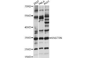 Western blot analysis of extracts of various cell lines, using KNSTRN antibody (ABIN6294154) at 1:1000 dilution. (KNSTRN 抗体)