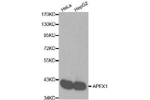 Western blot analysis of extracts of various cell lines, using APEX1 antibody. (APEX1 抗体  (AA 1-318))