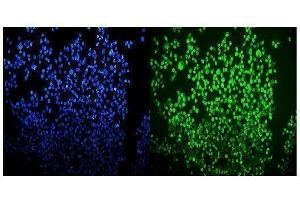 IF analysis of OGT using anti-OGT antibody (ABIN3043893). (OGT 抗体  (C-Term))