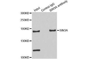 Immunoprecipitation (IP) image for anti-SIN3 homolog A, transcription regulator (SIN3A) (AA 1-120) antibody (ABIN3023703)