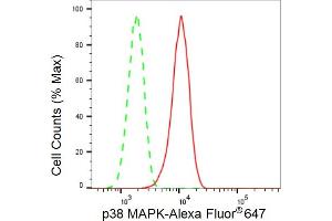 Flow cytometric analysis of p38 MAPK expression in C2C12 cells using p38 MAPK antibody (ABIN7799446), 1:2,000). (Recombinant MAPK14 抗体)