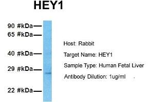 Host: Rabbit Target Name: HEY1 Sample Tissue: Human Fetal Lung Antibody Dilution: 1. (HEY1 抗体  (N-Term))