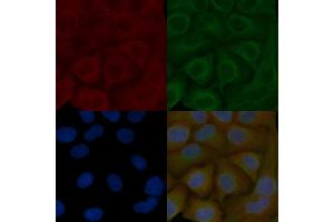CRMP-1 Mouse Monoclonal Antibody staining Hela cells by IF/ICC. (CRMP1 抗体  (C-Term))