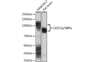 Western blot analysis of extracts of various cell lines, using CD172a/SIRPα Rabbit mAb (ABIN7270316) at 1:1000 dilution. (SIRPA 抗体)