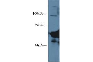 Western Blot; Sample: Mouse Serum; Primary Ab: 1µg/ml Rabbit Anti-Mouse AMY1 Antibody Second Ab: 0. (Salivary Amylase alpha (AA 16-511) 抗体)