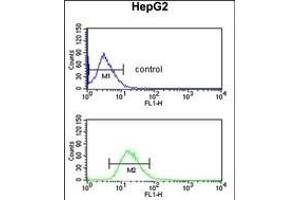 BLOC1S2 Antibody (Center) (ABIN651729 and ABIN2840378) flow cytometric analysis of HepG2 cells (bottom histogram) compared to a negative control cell (top histogram). (BLOC1S2 抗体  (AA 14-40))