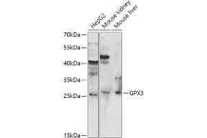Western blot analysis of extracts of various cell lines, using GPX3 antibody (ABIN6132830, ABIN6141369, ABIN6141370 and ABIN6216780) at 1:1000 dilution. (GPX3 抗体)