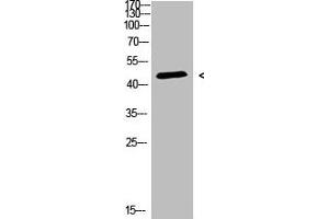 Western Blot analysis of 3T3 cells using Antibody diluted at 500 (CHID1 抗体  (AA 81-130))