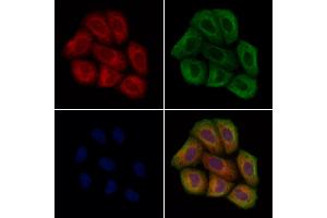 ABIN7094636 and ABIN7098686 staining Hela cells by IF/ICC. (STARD7 抗体  (C-Term))
