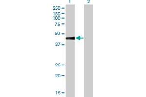 Western Blot analysis of SLC7A7 expression in transfected 293T cell line by SLC7A7 MaxPab polyclonal antibody.