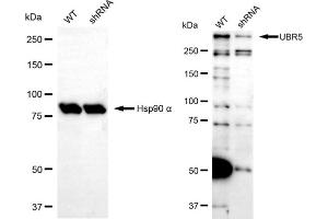 Western blotting analysis using UBR5 antibody (ABIN7800718). (UBR5 抗体)