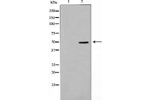 Western blot analysis on HeLa cell lysate using Thrombin Receptor Antibody,The lane on the left is treated with the antigen-specific peptide. (PAR1 抗体  (N-Term))