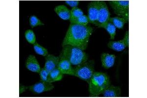 IF analysis of HINT1 using anti-HINT1 antibody (ABIN3042445).