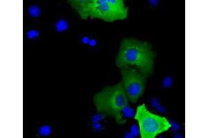 Immunofluorescence (IF) image for anti-SHC (Src Homology 2 Domain Containing) Transforming Protein 1 (SHC1) antibody (ABIN1499993) (SHC1 抗体)
